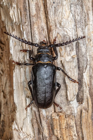 Tanner beetle