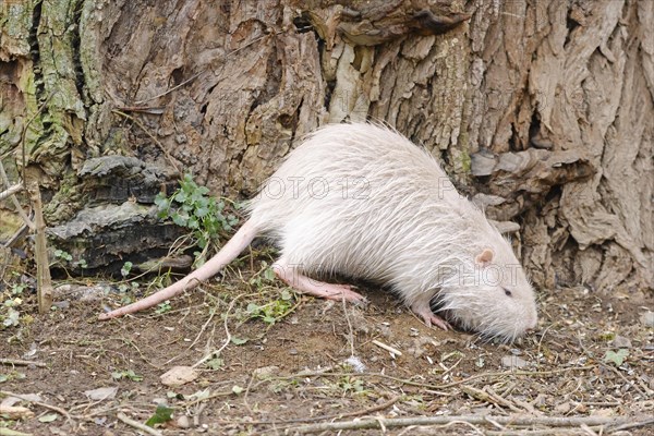 Young white albino nutria