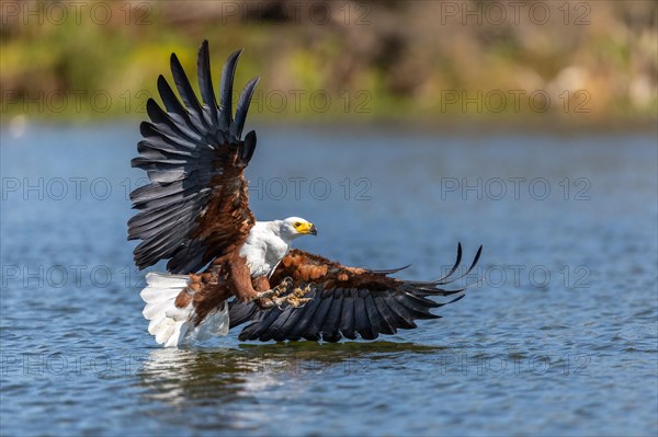 African Fish Eagle