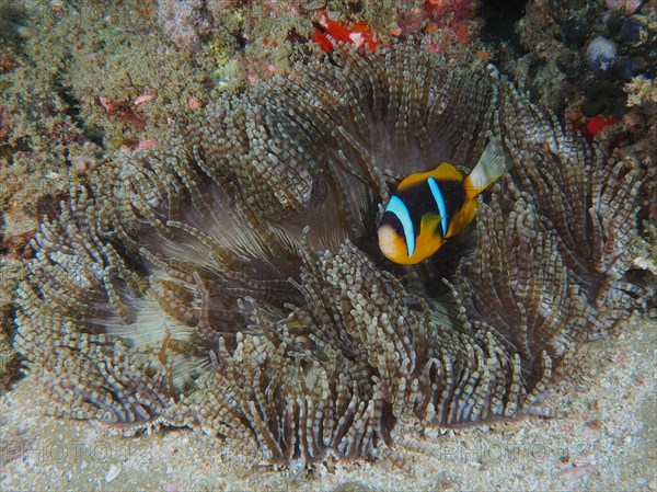 Beaded anemone