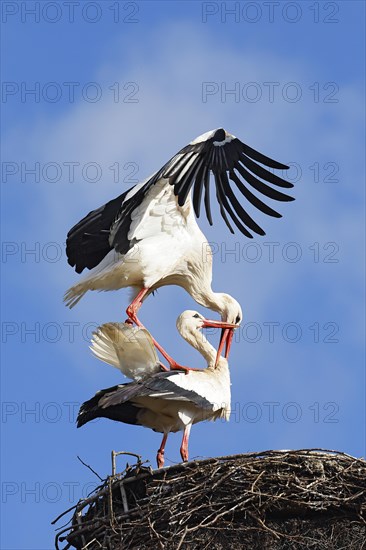 White storks