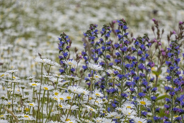 Flower meadow with mainly marguerites