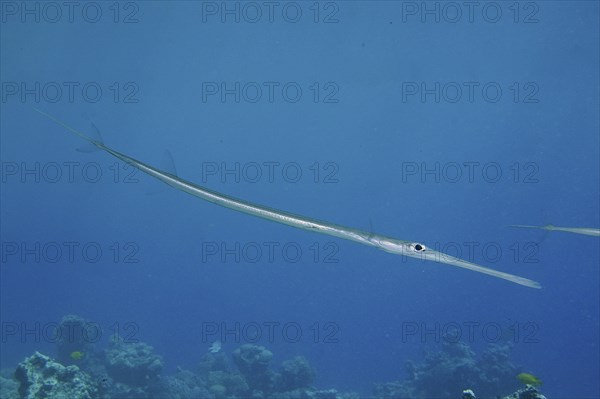 Bluespotted cornetfish