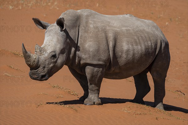 White rhinoceros