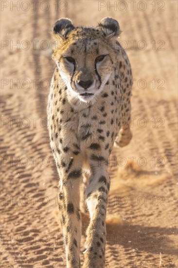 Cheetah