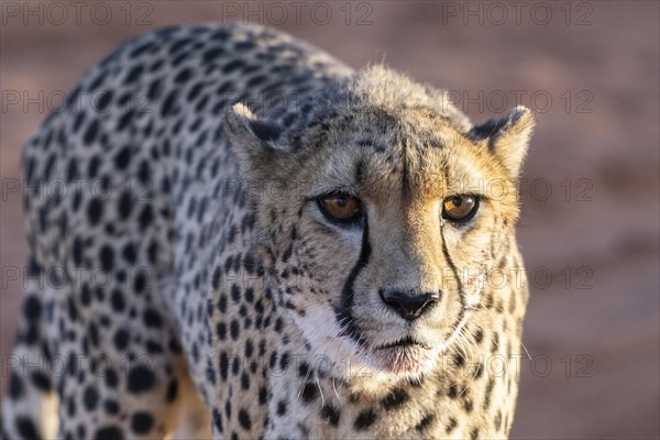 Cheetah