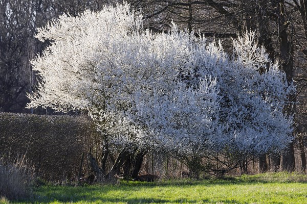 Flowering blackthorn