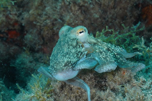 Common octopus