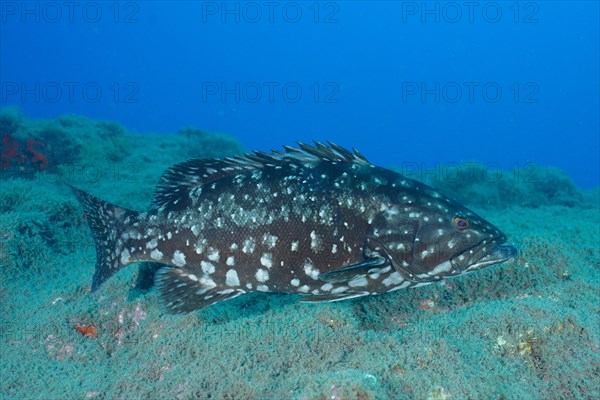 Dusky grouper