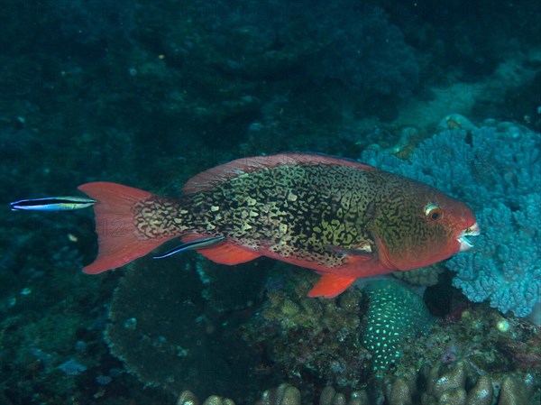 Nose hump parrotfish