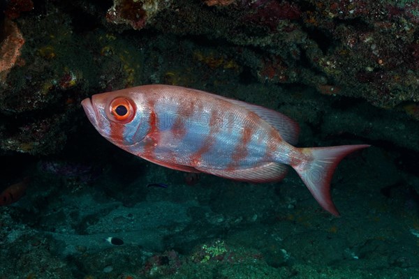 Common bigeye