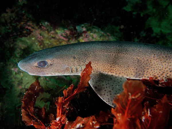 Small-spotted catshark