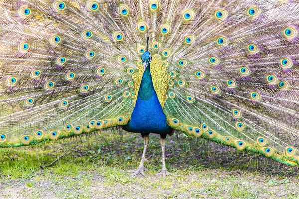 Peacock