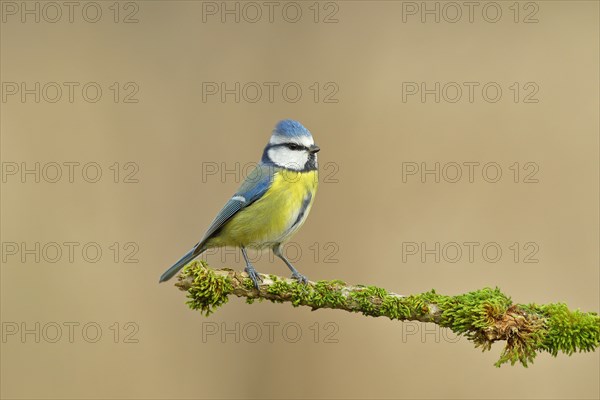 Blue tit