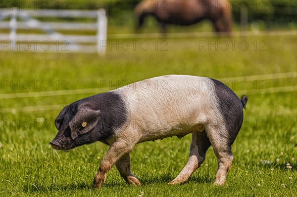 Schwaebisch-Haellisches Landschwein