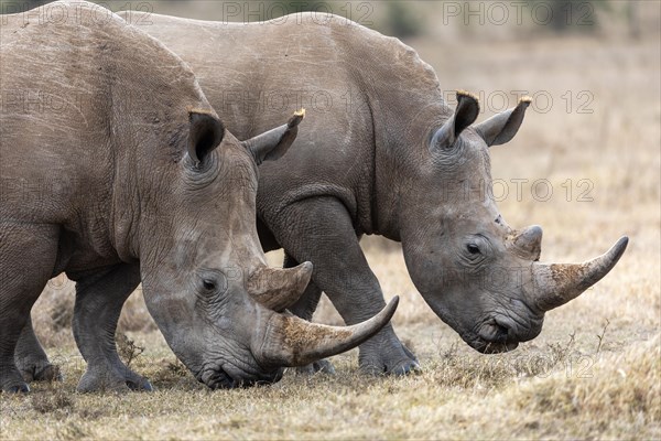 White rhinoceros