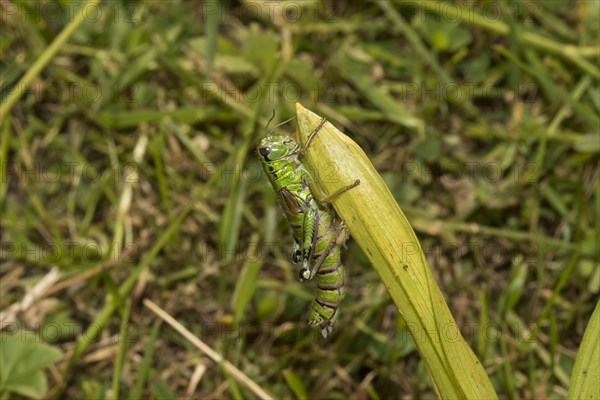 Southwest alps mountain cricket