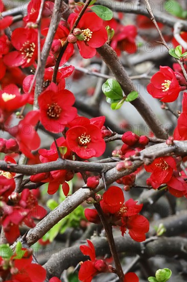 Ornamental quince