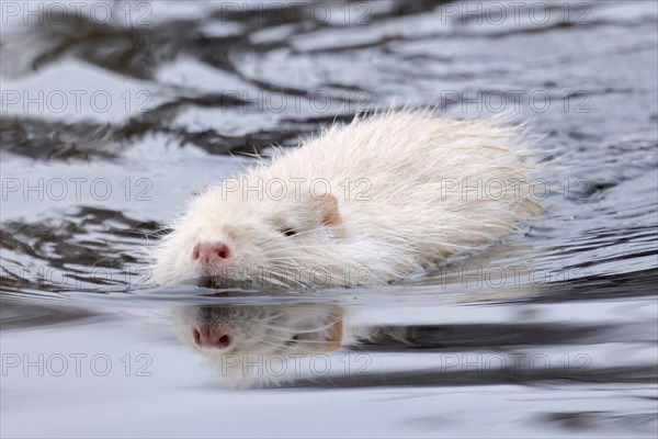 Young white albino nutria