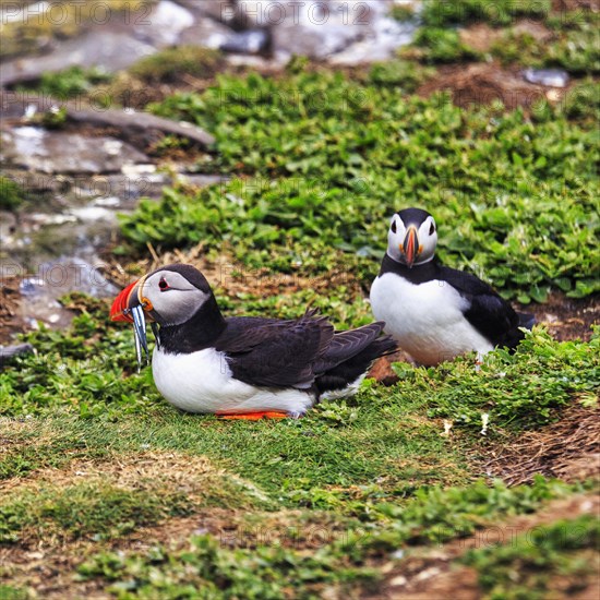 Puffin