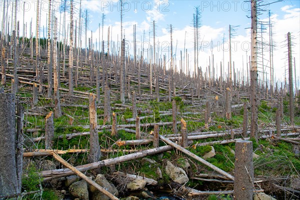 Spruce monoculture