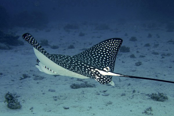 Spotted eagle ray