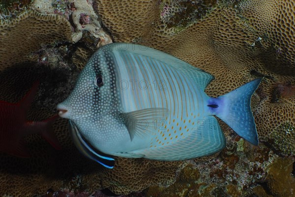 Desjardins sailfin tang