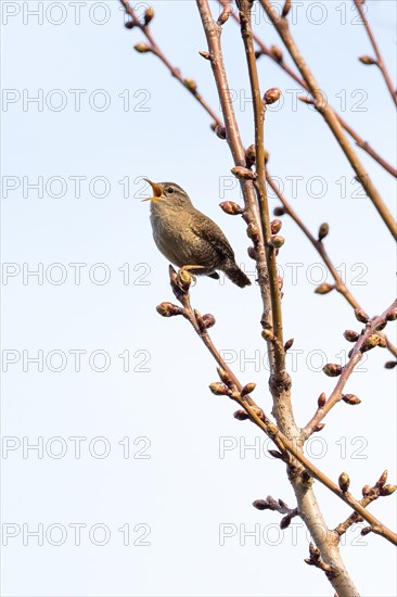 Eurasian wren