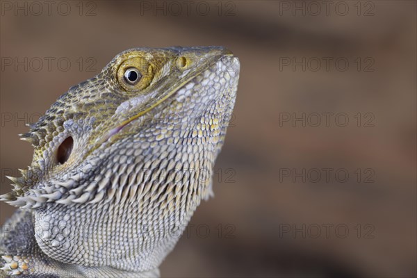 Bearded Dragon