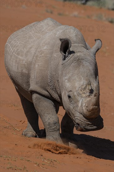 White rhinoceros