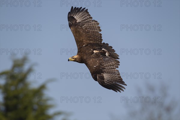 Steppe eagle