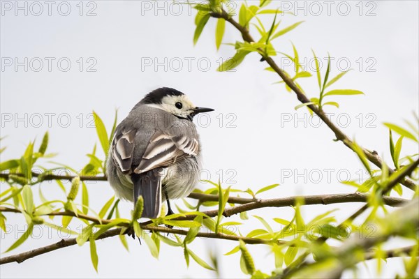 White wagtail