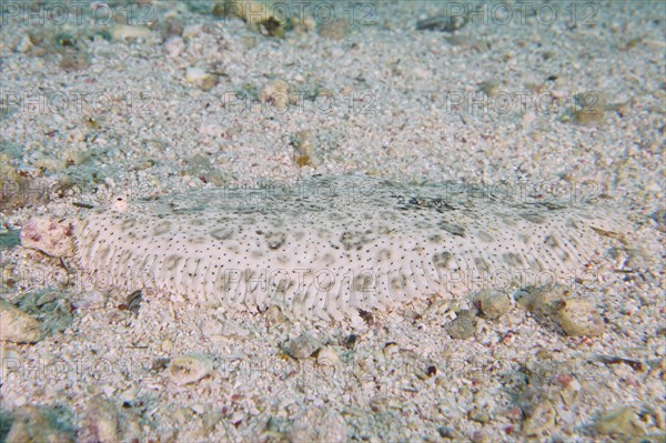 Well camouflaged finless sole