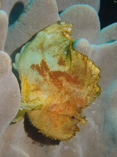 Yellow leaf scorpionfish