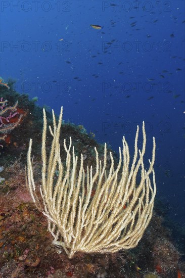 White gorgonian