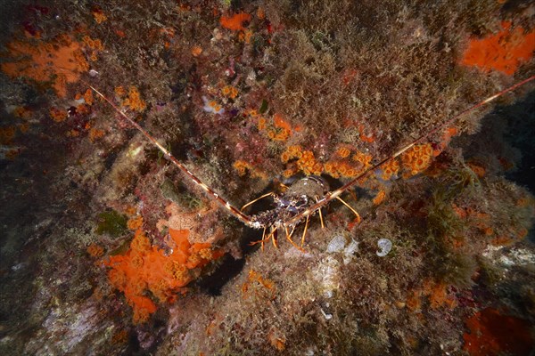 European spiny crayfish