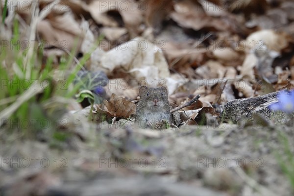 Little mouse in the forest