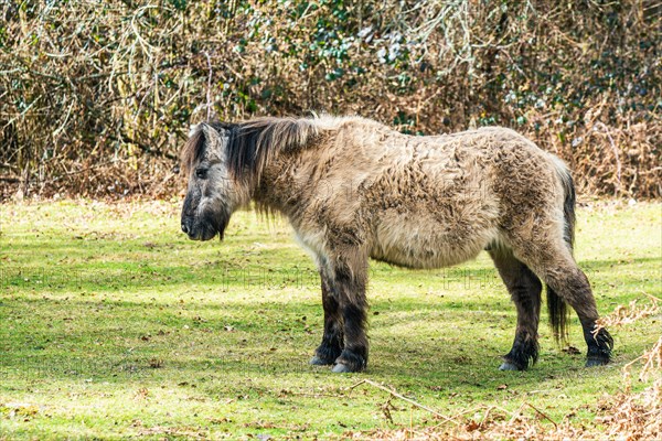 Wild horse from Dartmoor Park