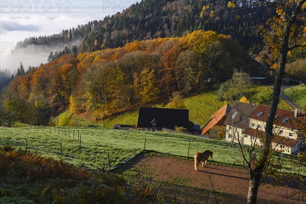 Morning fog above Wiesental