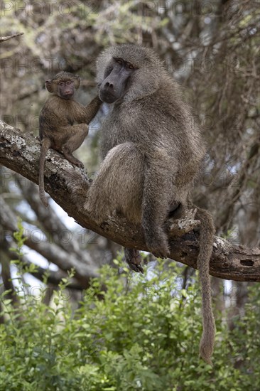 Olive baboon