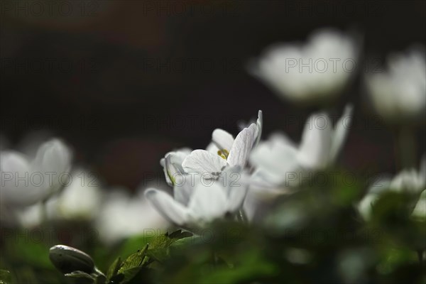 Flowering anemone