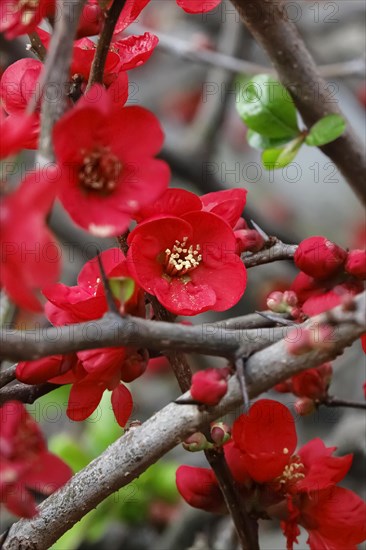 Ornamental quince