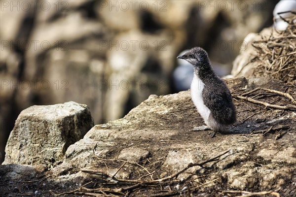 Common guillemot