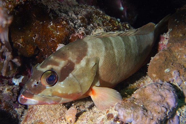 Blacktip grouper