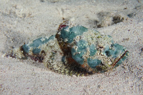 Juvenile false stonefish