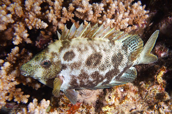 Spotted rabbitfish