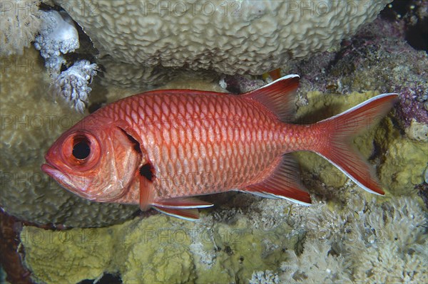 White fringed soldierfish