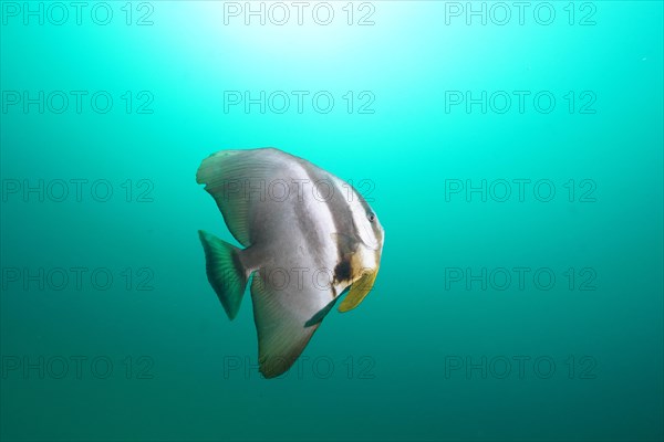 Longfin batfish