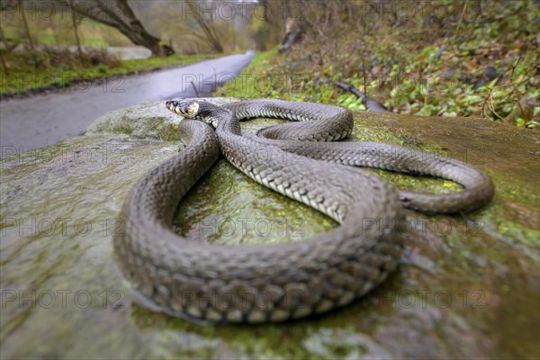 Grass snake