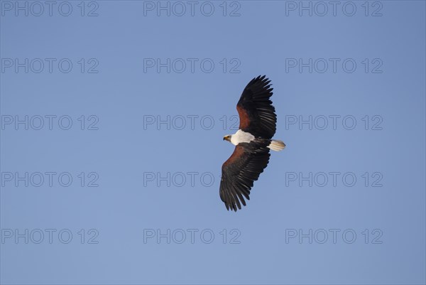 African fish eagle